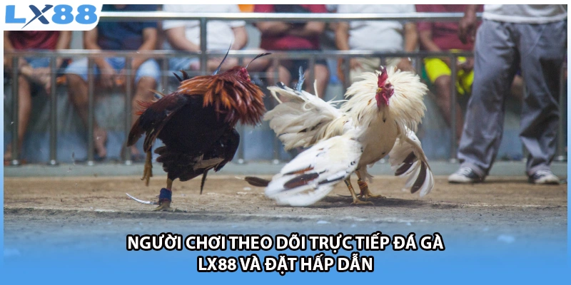 Người chơi theo dõi trực tiếp đá gà LX88 và đặt hấp dẫn