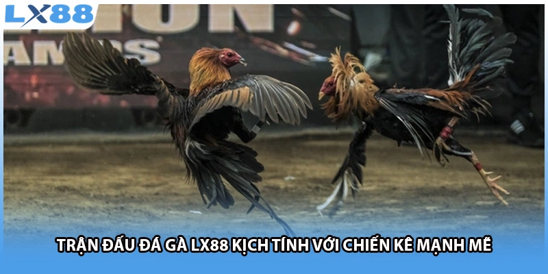 Trận đấu đá gà LX88 kịch tính với chiến kê mạnh mẽ